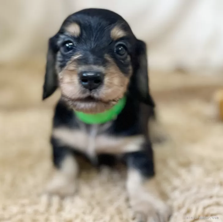 ID：2508-03834の子犬