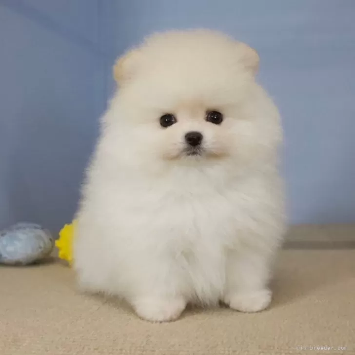 ID:2411-03692の子犬