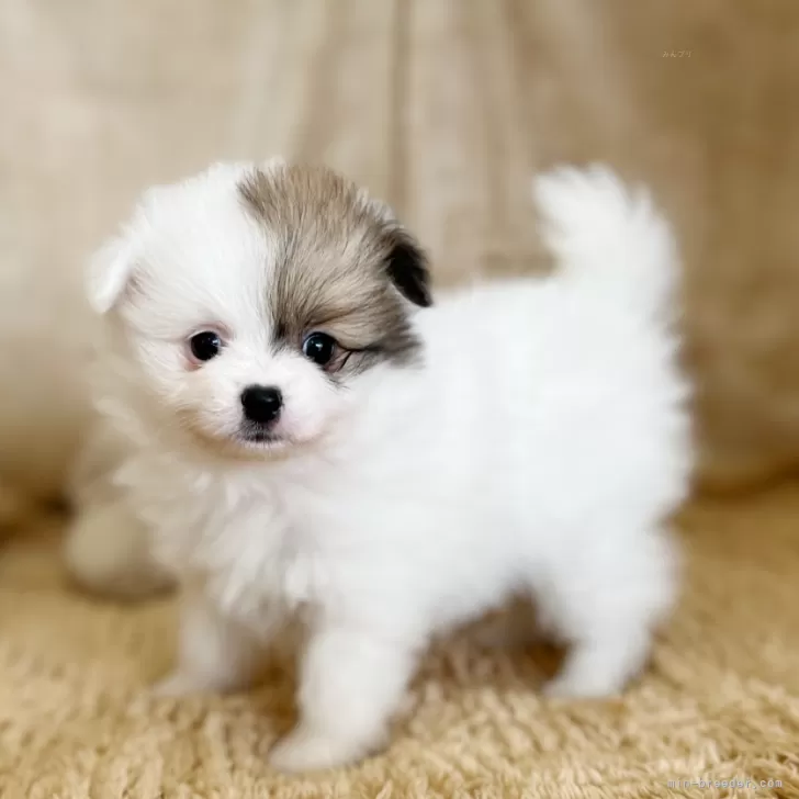 ID：2505-03959の子犬