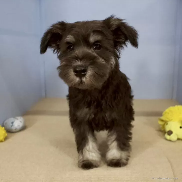 ID：2411-04887の子犬