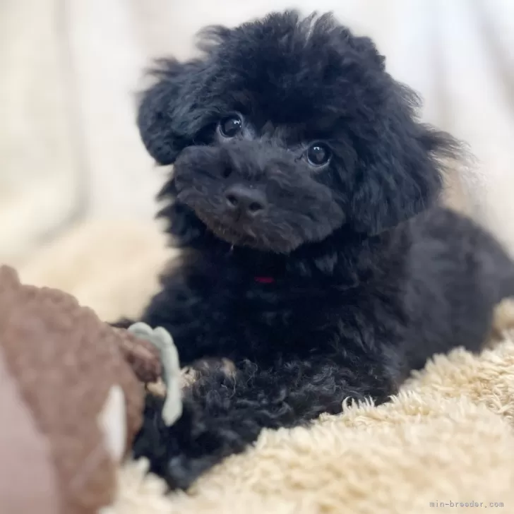 み 様のお迎えした子犬