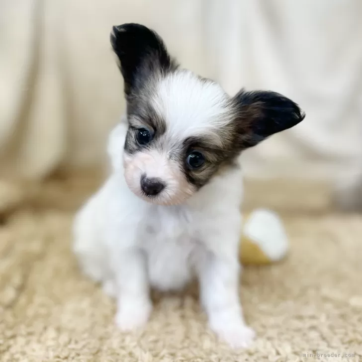 R.T 様のお迎えした子犬