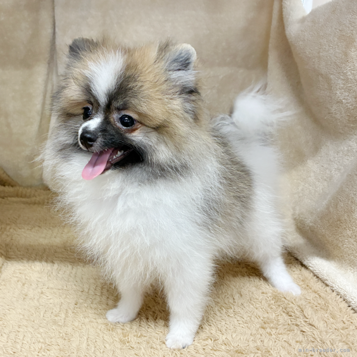 ブリーダー画像