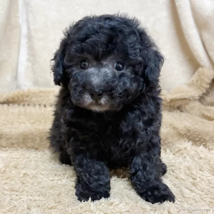 ID：2511-02613の子犬