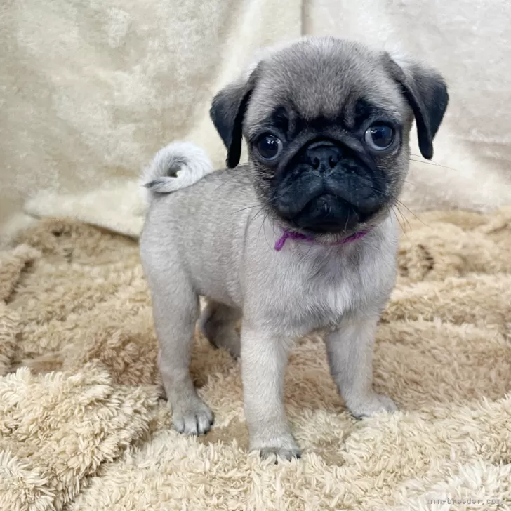 ちょこわん 様のお迎えした子犬
