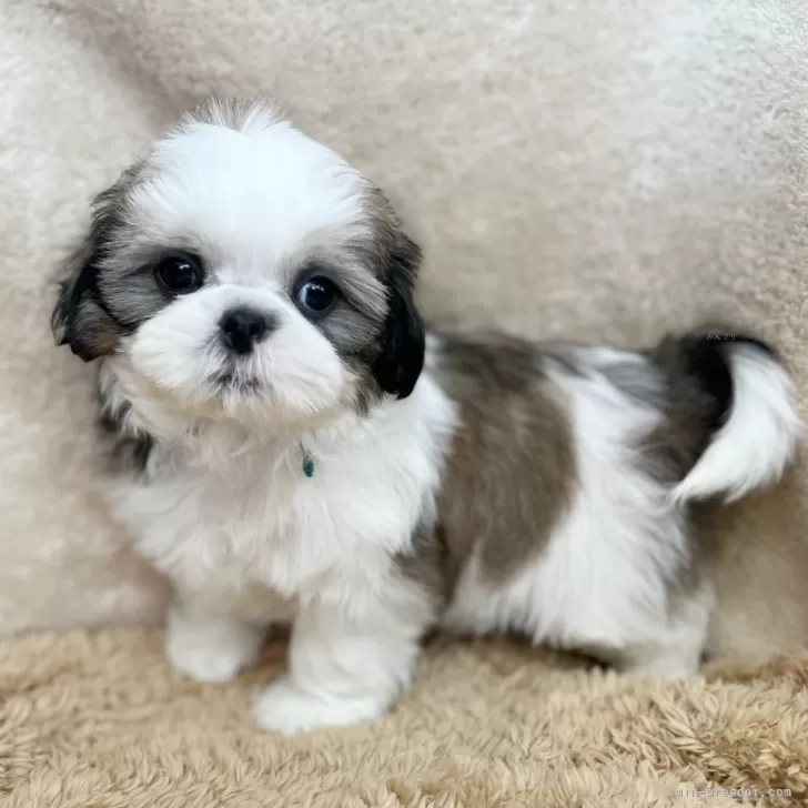 ID:2506-05937の子犬