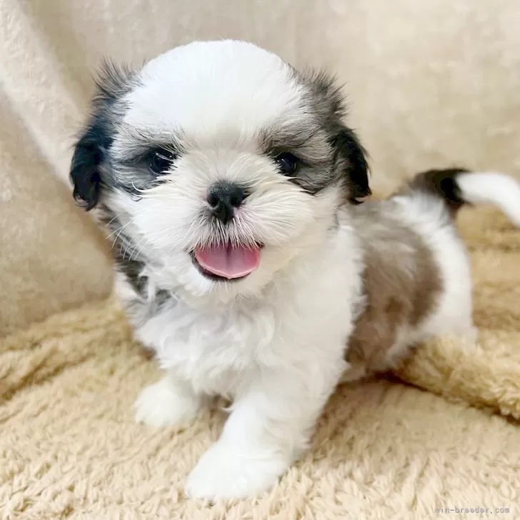 シーズー【石川県・男の子・2025年5月19日・ホワイトブラウン】の写真1「ニコニコ笑顔がかわいい。」