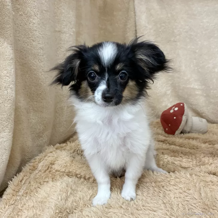 ID：2507-01963の子犬