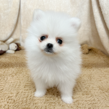 ポメラニアン【石川県・女の子・2025年10月10日・ホワイト】の写真「非常にかわいい。」