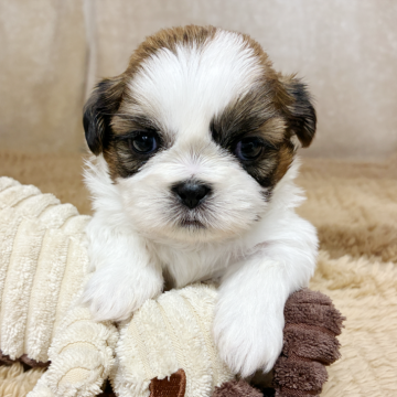 シーズー【石川県・男の子・2025年9月17日・ホワイトブラウン】の写真「ころころのおまんじゅう状態♡」