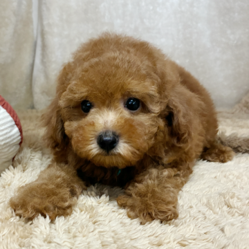 トイプードル(トイ)【石川県・男の子・2025年8月10日・レッド】の写真「かわいく成長しています!」