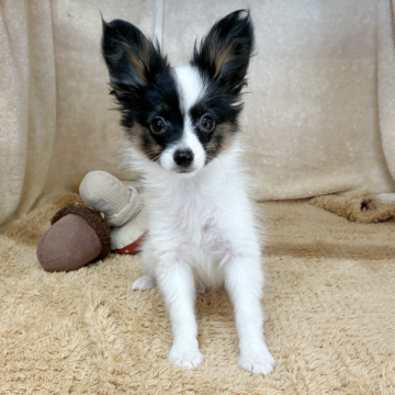 パピヨン【石川県・男の子・2025年9月5日・トライカラー】の写真「✨2025年の感謝を込めて特別価格✨」