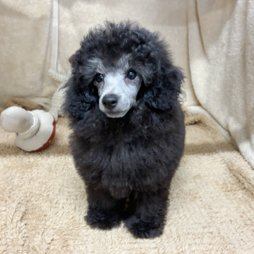 トイプードル(トイ)【石川県・男の子・2025年9月27日・シルバー】の写真「✨2025年の感謝を込めて特別価格✨」