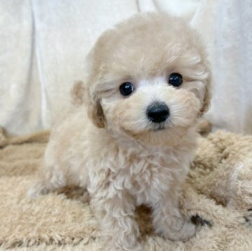 トイプードル(トイ)【石川県・男の子・2025年9月19日・アプリコット】の写真「キュートなお顔です。」