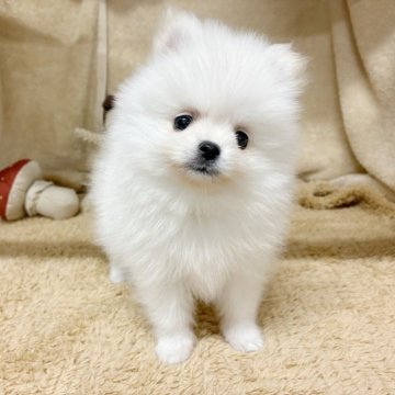 ポメラニアン【石川県・女の子・2025年10月10日・ホワイト】の写真「非常にかわいい。」