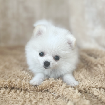 ポメラニアン【石川県・女の子・2025年2月26日・ホワイト/クリーム】の写真「よく遊ぶ活発な女の子です。おめめが大きくてキュート」