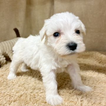 ミニチュアシュナウザー【石川県・女の子・2025年9月20日・ホワイト】の写真「かわいく成長してます！」