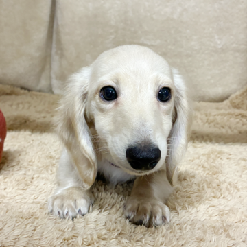 ミニチュアダックスフンド(ロング)【石川県・男の子・2025年8月13日・イエロー】の写真「きれいなイエローです。かわいい子です。」