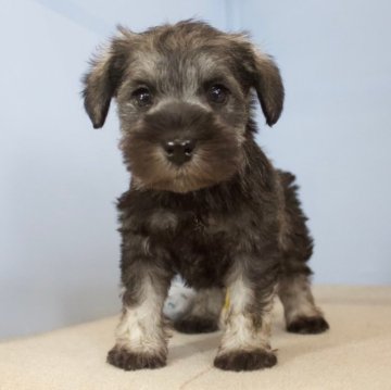 ミニチュアシュナウザー【石川県・女の子・2024年11月3日・ソルト&ペッパー】の写真「キュートなお顔です♡甘えん坊さん！」