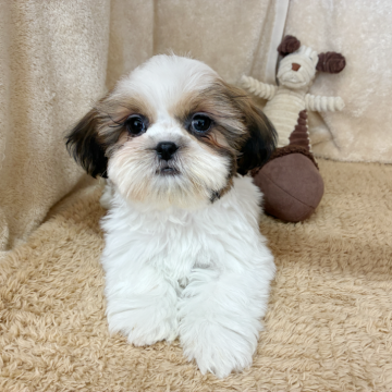 シーズー【石川県・男の子・2025年9月17日・ホワイトブラウン】の写真「✨2025年の感謝を込めて特別価格✨」