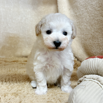 トイプードル(トイ)【石川県・男の子・2025年9月22日・クリーム】の写真「むちむち健康体のかわいい子です。」