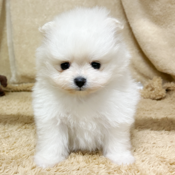ポメラニアン【石川県・女の子・2025年10月17日・ホワイト】の写真「超かわいいです。」