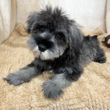 ミニチュアシュナウザー【石川県・女の子・2025年9月20日・ソルト&ペッパー】の写真「✨2025年の感謝を込めて特別価格✨」