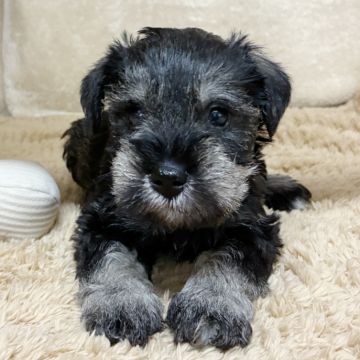 ミニチュアシュナウザー【石川県・女の子・2025年10月4日・ソルト&ペッパー】の写真「健康優良児です。」