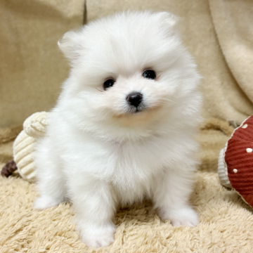 ポメラニアン【石川県・男の子・2025年10月17日・ホワイト】の写真「超かわいいです。」