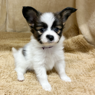 パピヨン【石川県・男の子・2025年9月5日・ホワイトブラウン】の写真「キュートなお顔♡♡」