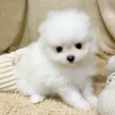 ポメラニアン【石川県・男の子・2025年10月17日・ホワイト】の写真1「超かわいいです！」