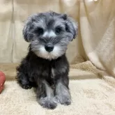 ミニチュアシュナウザー【石川県・男の子・2025年7月20日・ソルト&ペッパー】の写真1「かわいいお顔です。」