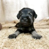 ミニチュアシュナウザー