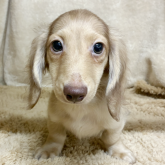 ミニチュアダックスフンド(ロング)