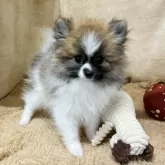 ポメラニアン