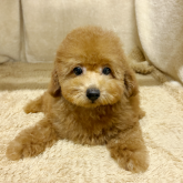 トイプードル(トイ)