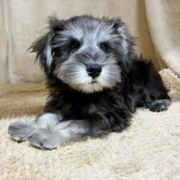 ミニチュアシュナウザー