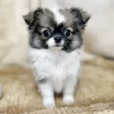 チワワ(ロング)