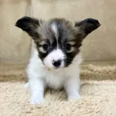 パピヨン【石川県・女の子・2025年9月5日・ホワイトブラウン】の写真1