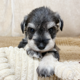 ミニチュアシュナウザー