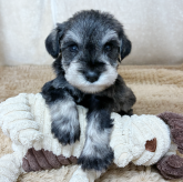 ミニチュアシュナウザー