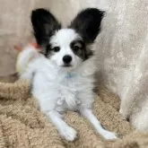 パピヨン【石川県・男の子・2024年12月19日・ホワイト&ブラウン】の写真1「元気な明るい男の子！」