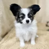 パピヨン