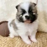 ポメラニアン
