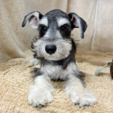 ミニチュアシュナウザー