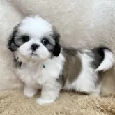 シーズー