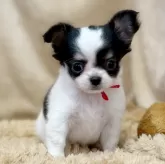 チワワ(ロング)
