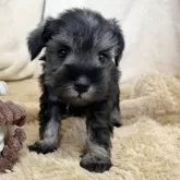 ミニチュアシュナウザー【石川県・男の子・2025年7月20日・ソルト&ペッパー】の写真7