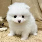 ポメラニアン【石川県・男の子・2025年10月17日・ホワイト】の写真2