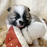 ポメラニアン【石川県・男の子・2025年7月4日・パーティー】の写真14